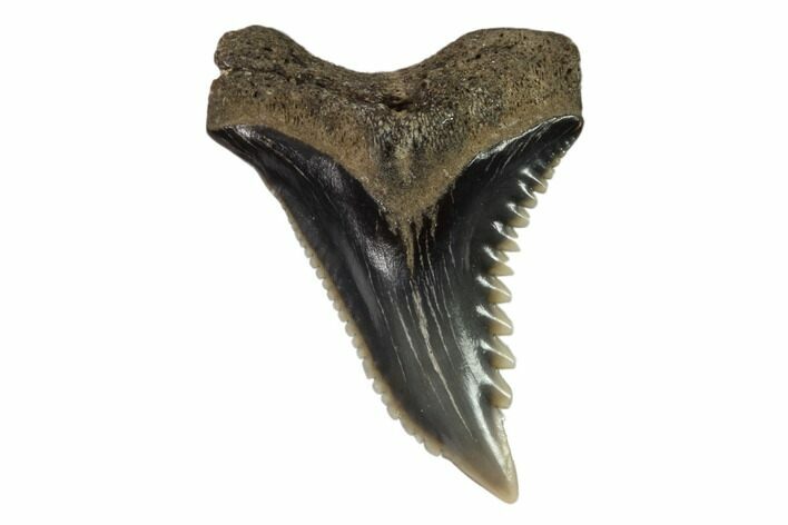 Hemipristis Shark Tooth Fossil - Virginia #102159
